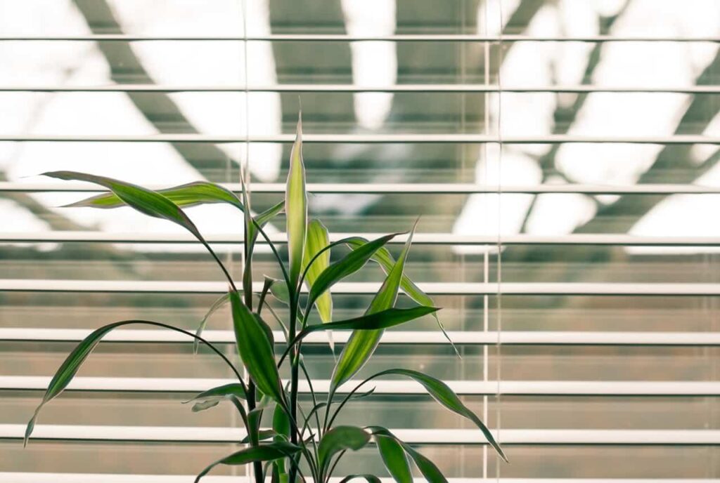 Green Leaf Plant Against White Venetian Window Blinds 845248(1)